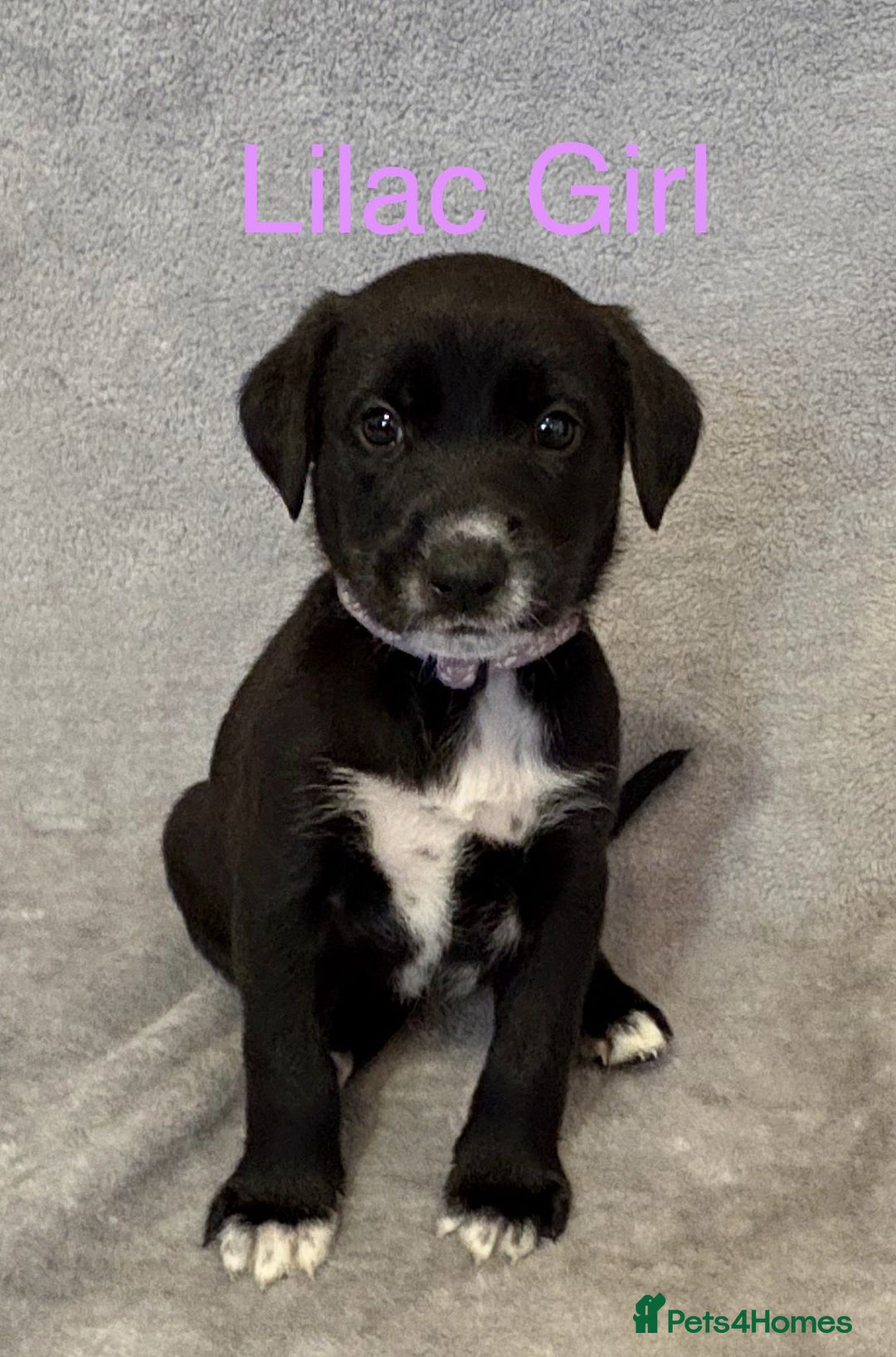 Mixed Breed dogs for sale:  German Shepherd × Dalmatian Puppies  - Advert 10