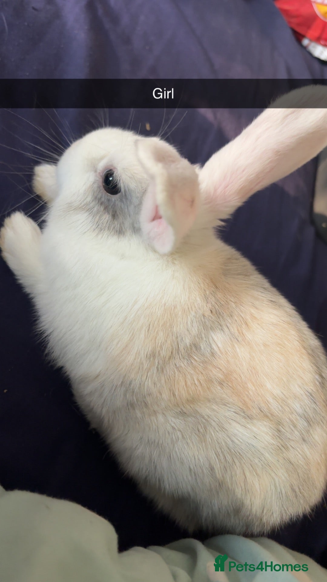 Mixed Breed rabbits Bunnies for sale - Advert 20