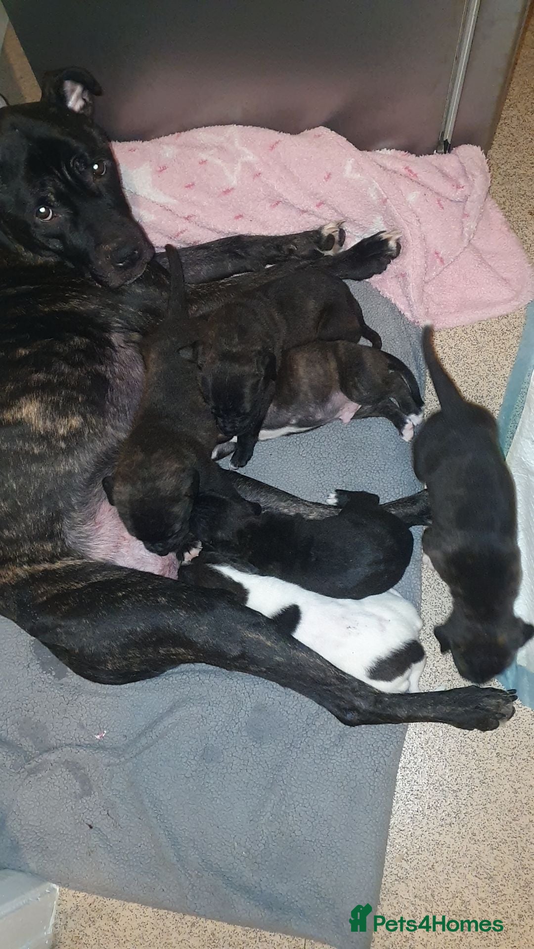 Mixed Breed dogs English bulldog cross cane corso - Advert 4