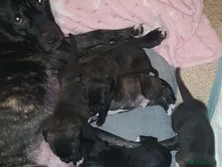 Mixed Breed dogs English bulldog cross cane corso - Advert 4