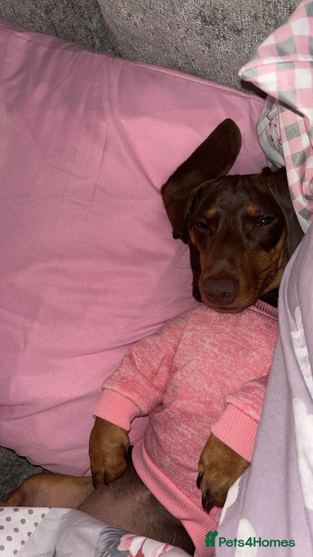 Dachshund dogs for sale: Dollie the Dachshund - Advert 3