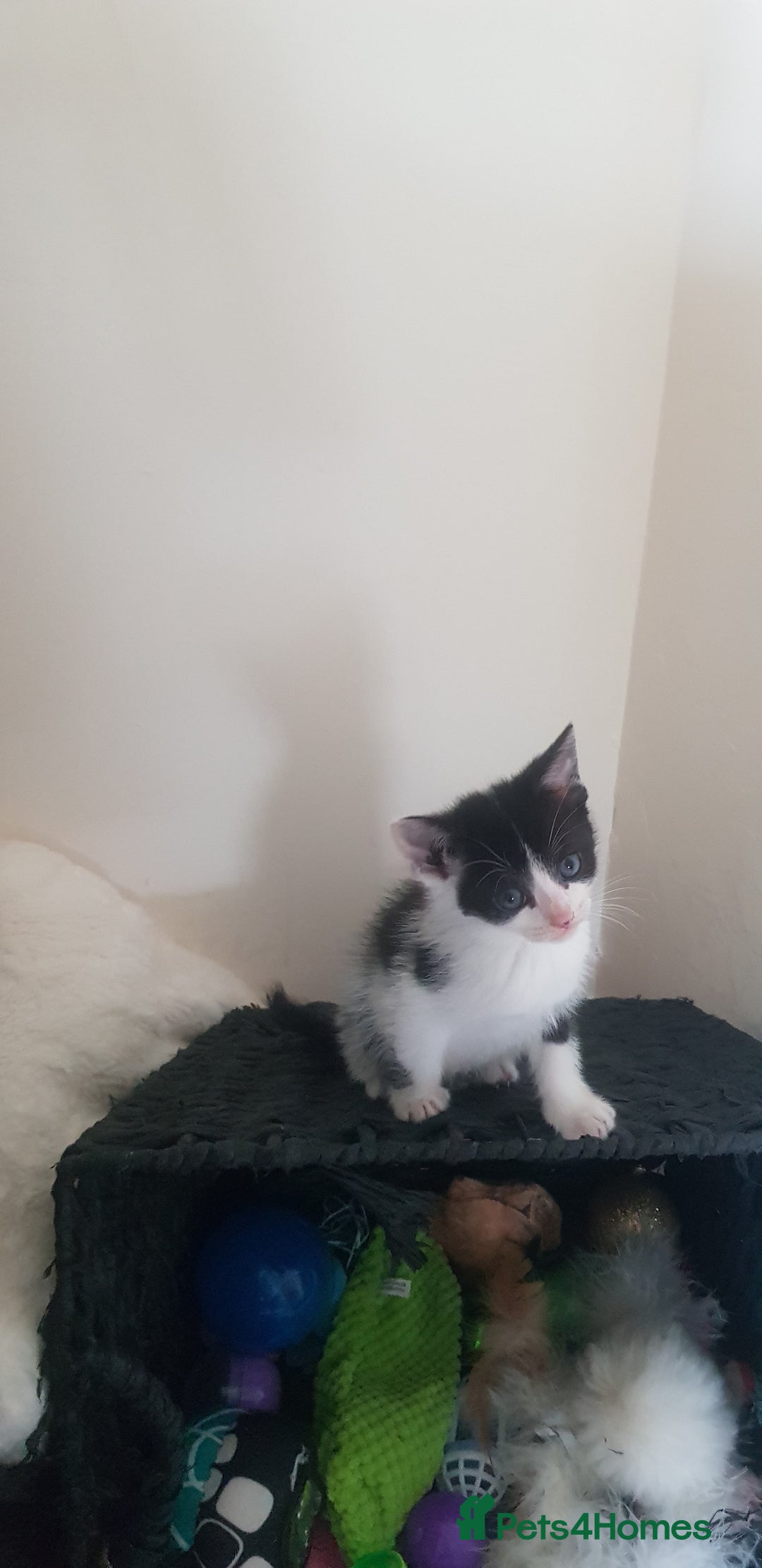 Mixed Breed cats for sale: 5 baby kittens for sale  in Renfrew - Image 13