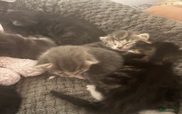 Mixed Breed cats for sale: Gray tabby & black kittens  - Image 9