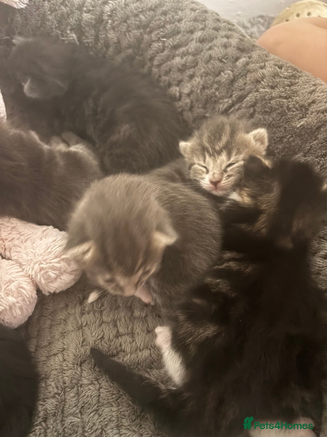 Mixed Breed cats for sale: Gray tabby & black kittens  - Image 9