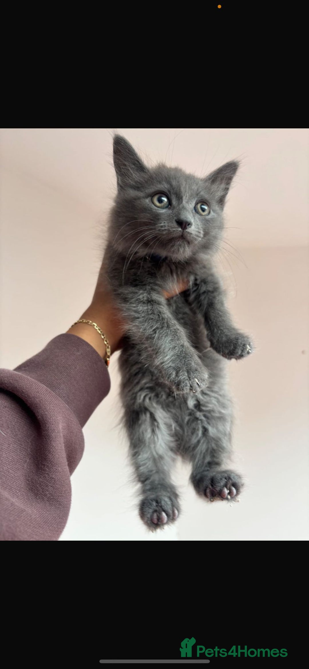 Ragdoll cats for sale: Skye!  - Image 4