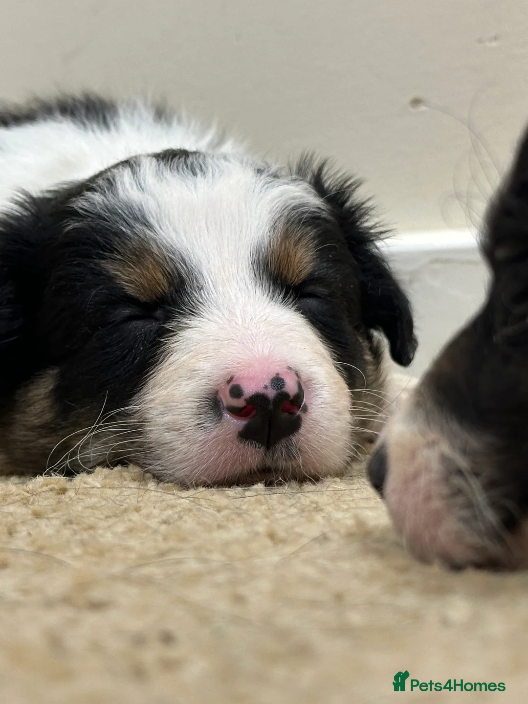 Border Collie dogs for sale: Beautiful Border Collie Puppies  🐾 in Cambridge - Advert 1