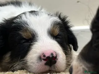 Border Collie dogs Beautiful Border Collie Puppies 🐾 in Cambridge - Advert 1