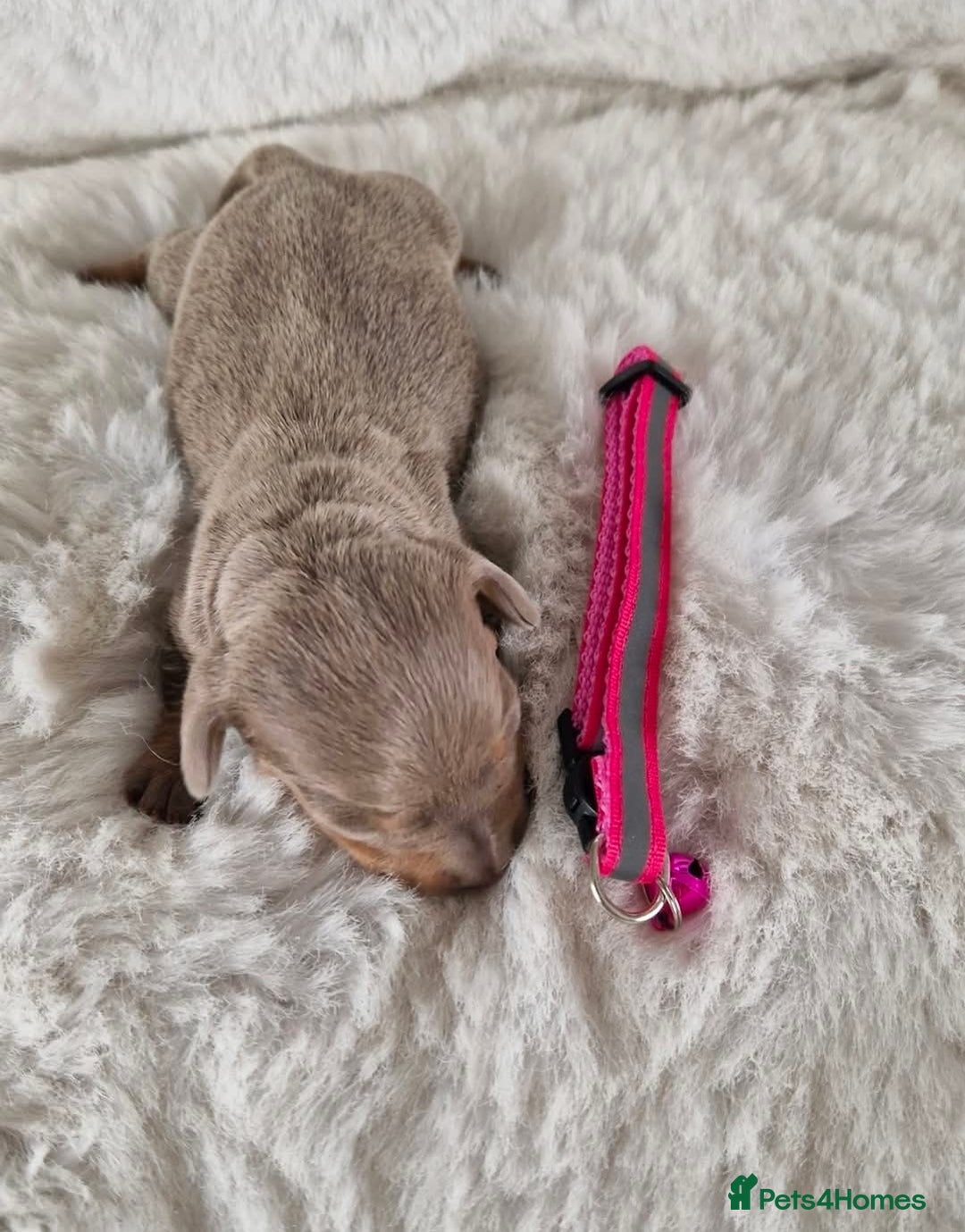 Miniature Dachshund dogs for sale: 1 beautiful kc puppy left ready 25/12/25 - Advert 6