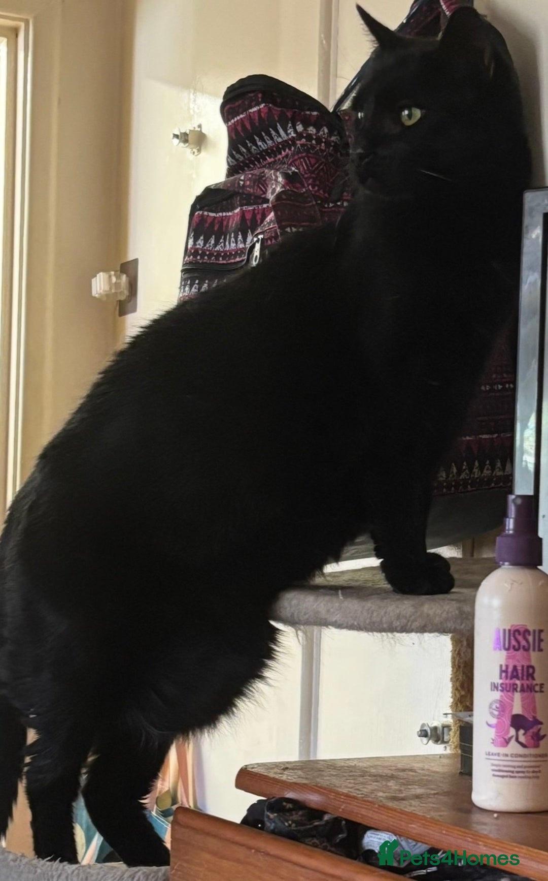 Mixed Breed cats for adoption: Very large Loving Female! 10yrs neut, vacc, chip - Advert 2