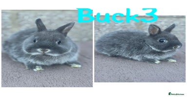 Netherland Dwarf rabbits - Advert 2