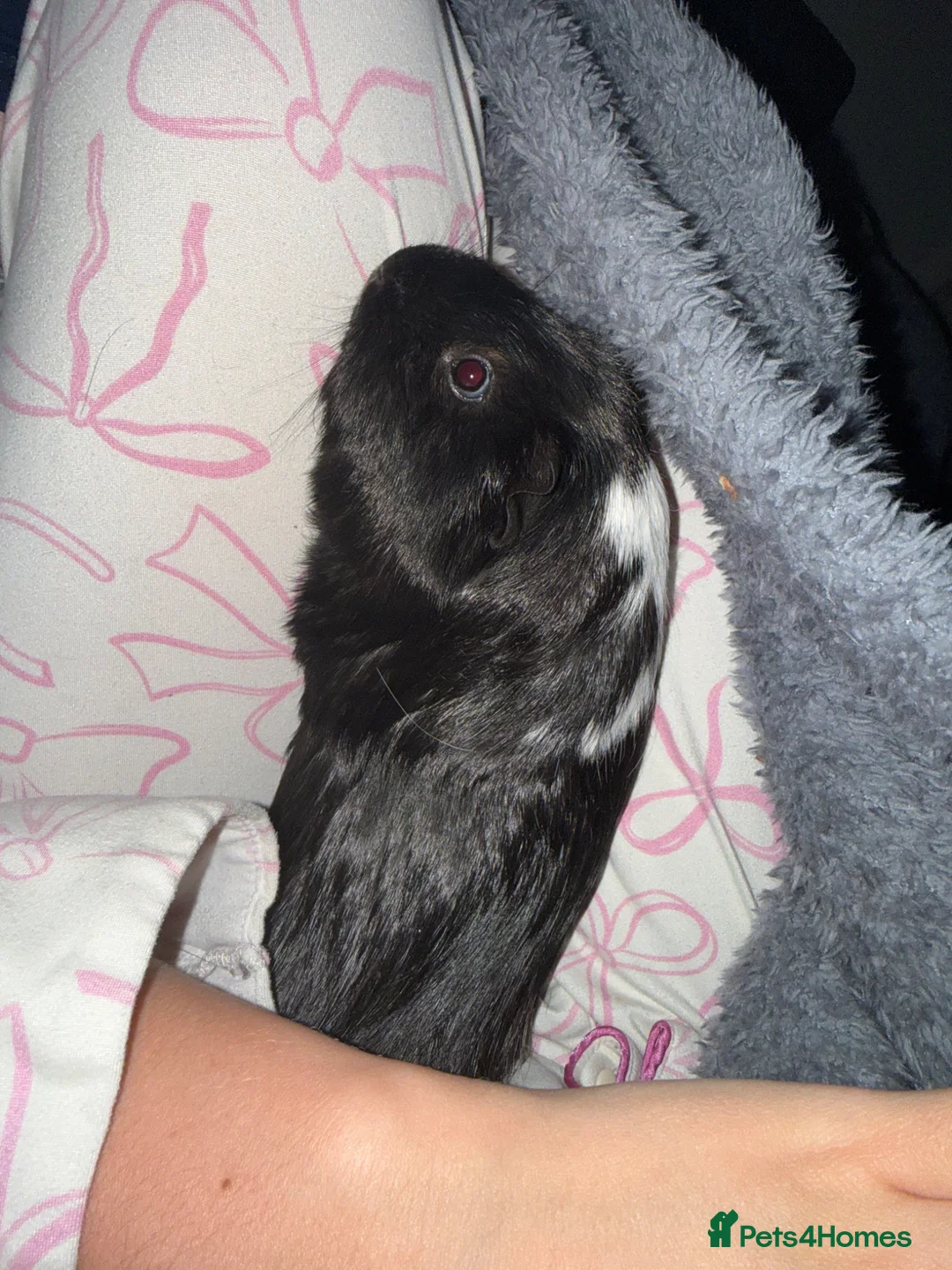 Guinea Pig rodents for sale: Two male guinea pigs  in Preston - Advert 7