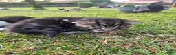 Egyptian Mau cats for sale: 🐱 Egyptian mew tabby cross Maine coon kittens🐱 - Advert 9