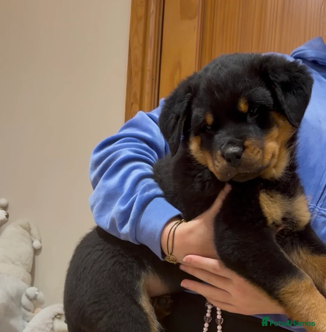 Rottweiler dogs for sale: READY NOW 2 female Rottweiler puppies - Advert 3