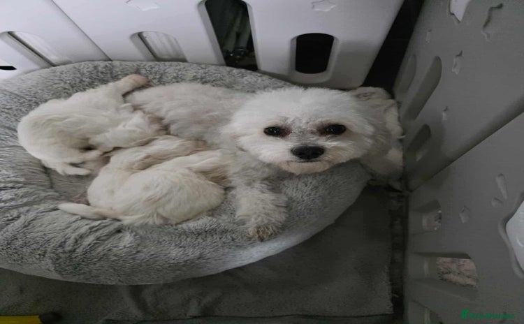 Bichon Frise dogs - Advert 1