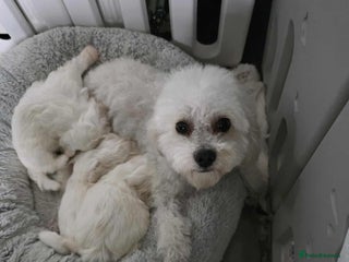 Bichon Frise dogs - Advert 6