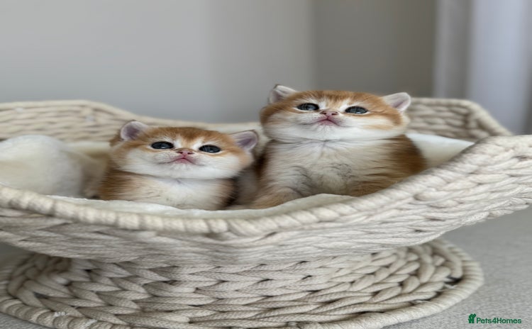 British Shorthair cats Golden British Shorthair kitten  in Maidstone - Advert 12