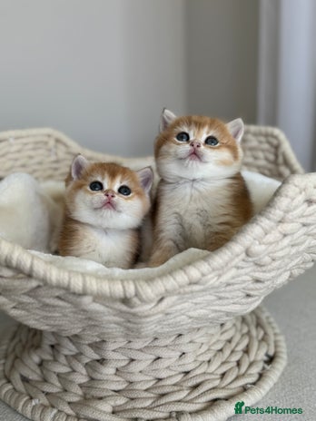 British Shorthair cats Golden British Shorthair kitten in Maidstone - Advert 12