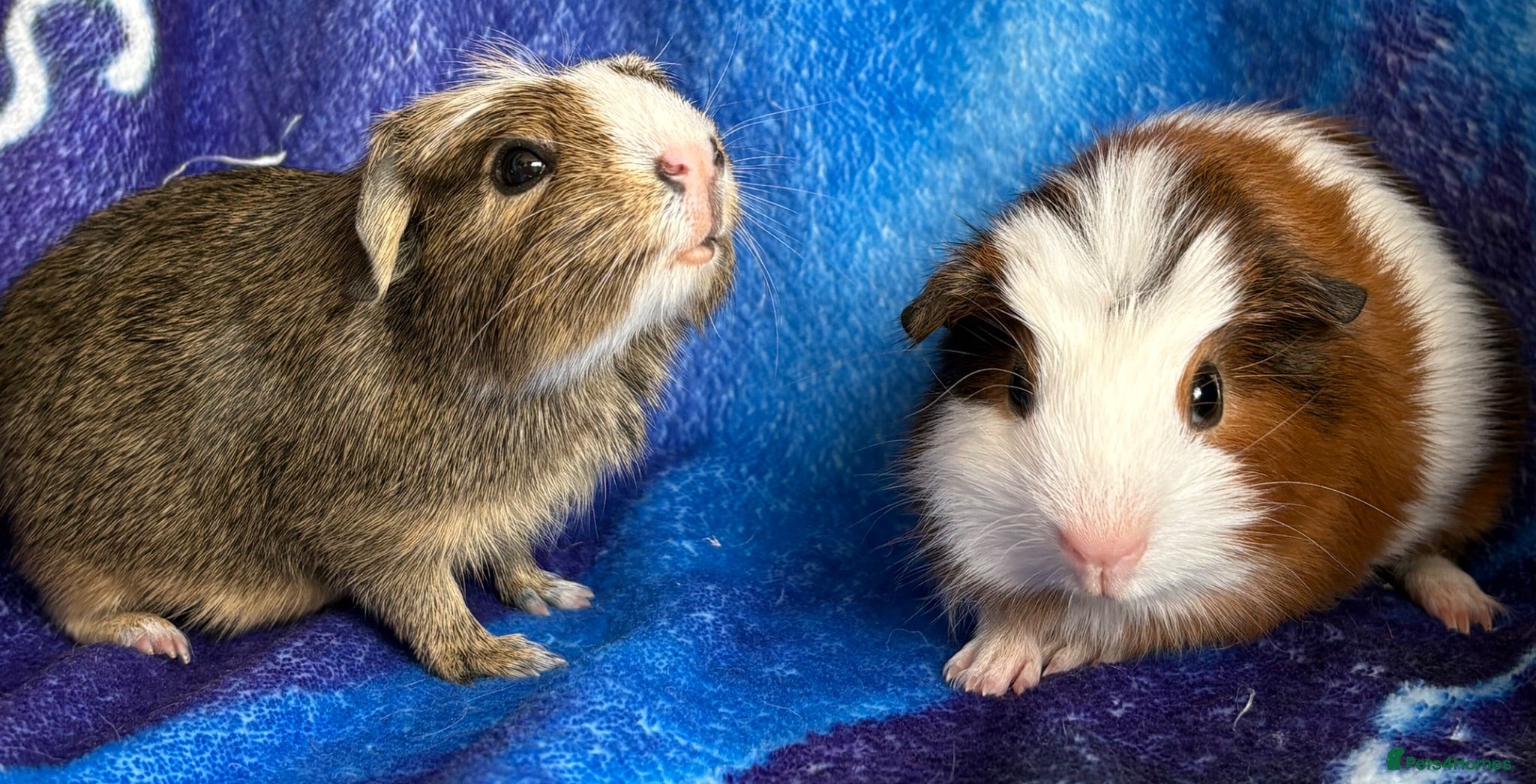 Guinea Pig rodents 2 gorgeous boys 💙 - Advert 9