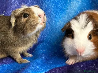 Guinea Pig rodents 2 gorgeous boys 💙 - Advert 9