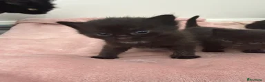 Domestic Shorthair 2