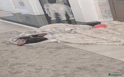 Dachshund dogs for sale: Miniature Dachshund puppy  - Image 6