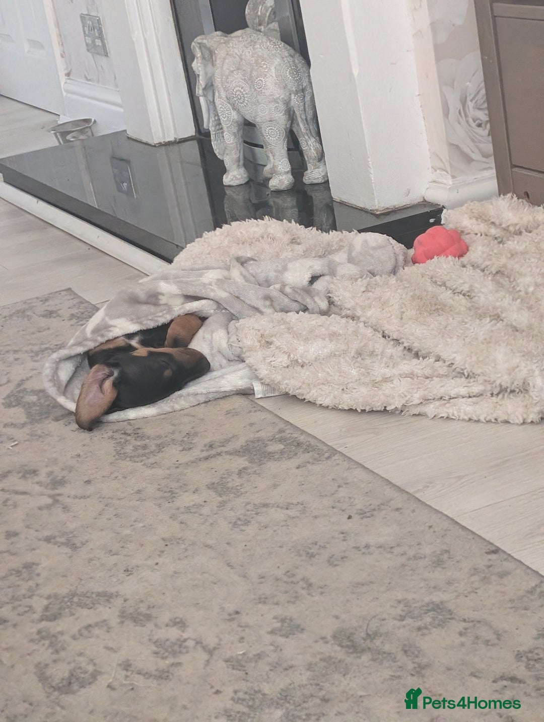 Dachshund dogs for sale: Miniature Dachshund puppy  - Image 6