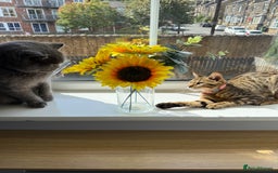 Mixed Breed cats for sale: Female Bengal cross Mainecoon - Image 6