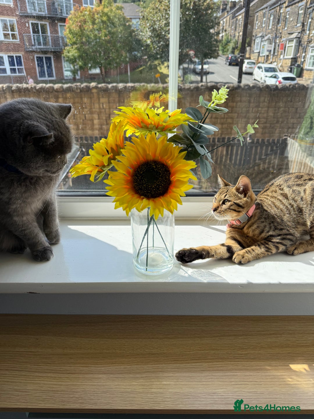 Mixed Breed cats for sale: Female Bengal cross Mainecoon - Image 6