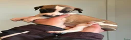 Whippet dogs for sale: 7 gorgeous whippet puppies! All ready leave  - Advert 6