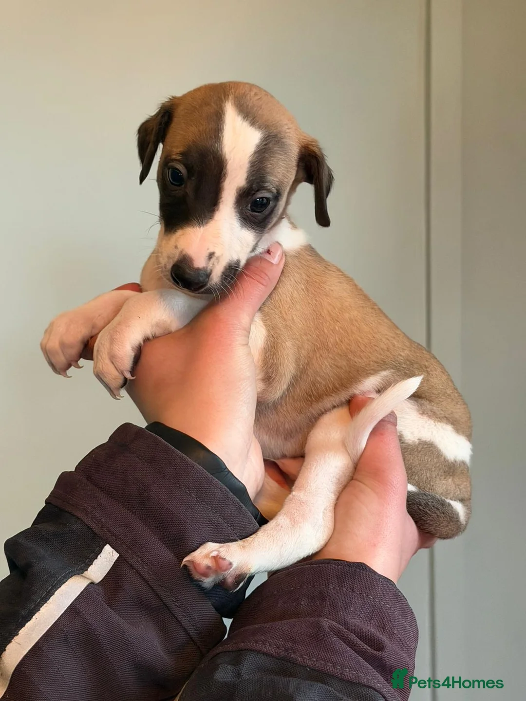 Whippet dogs for sale: 7 gorgeous whippet puppies! All ready leave  - Advert 6