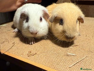 Guinea Pig rodents Pure bred California & Swiss guineapigs - Advert 19