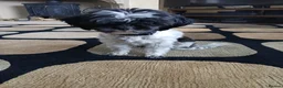 Shihpoo dogs for sale: Shi-Poo Belle  - Advert 2