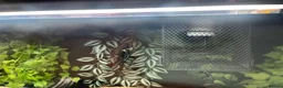 Corn Snake reptiles for sale: Corn snake with Vivarium  in Wirral - Advert 6