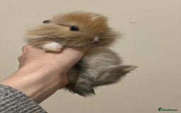 Mini Lion Lop rabbits for sale:  beautiful babies ready on the 18 October  - Image 2