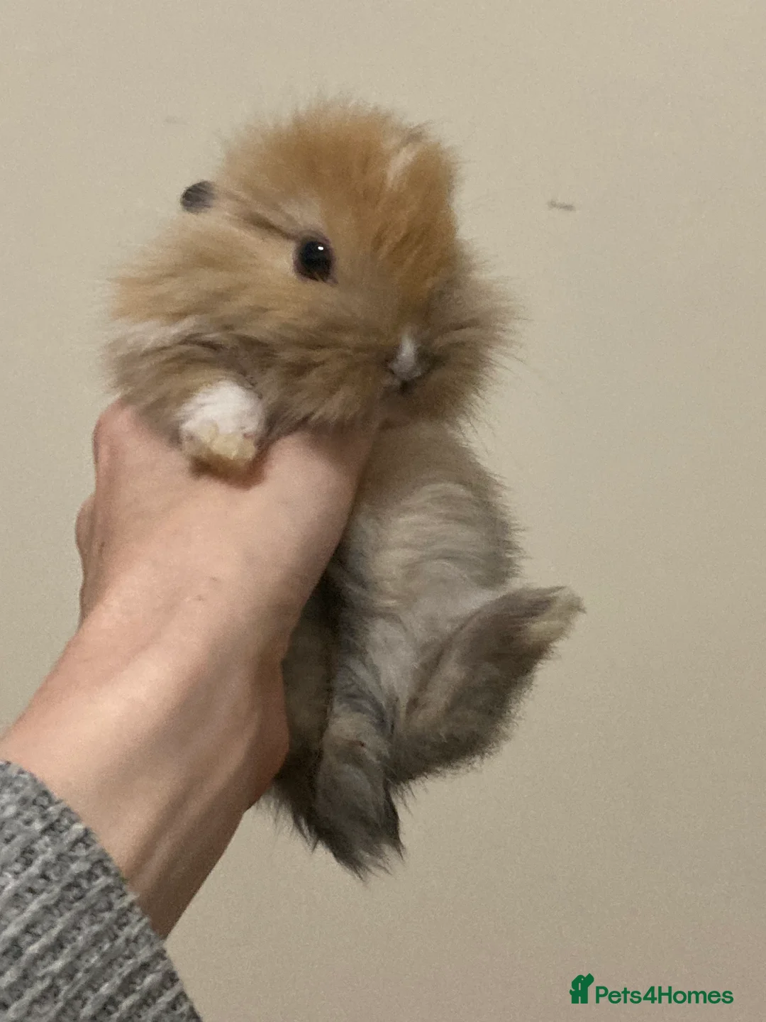 Mini Lion Lop rabbits for sale:  beautiful babies ready on the 18 October  - Advert 2