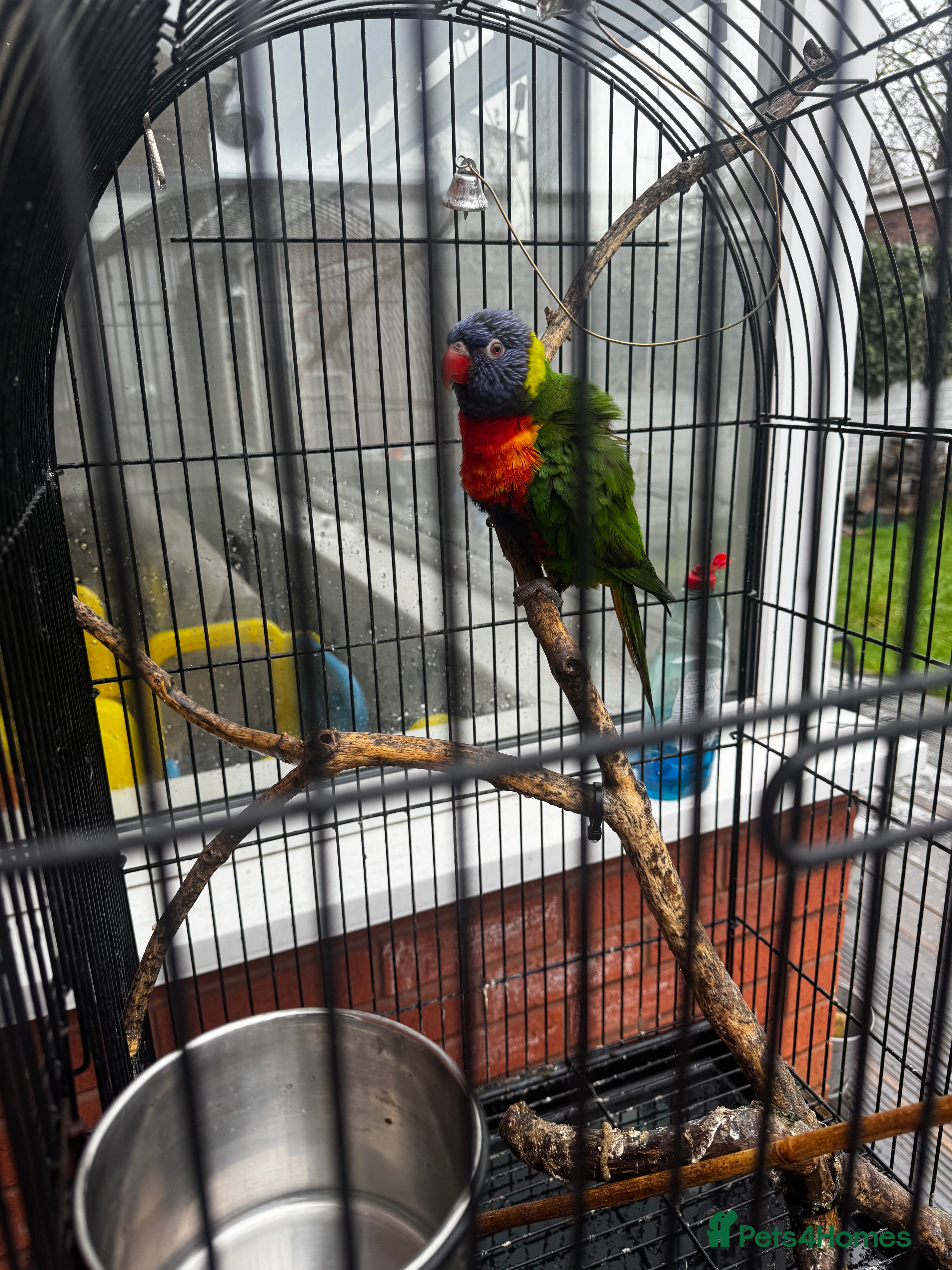 Lorikeets birds Rainbow Lorikeet  - Advert 2