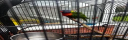 Lorikeets birds for sale: Rainbow Lorikeet  - Advert 1