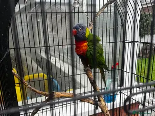 Lorikeets birds Rainbow Lorikeet - Advert 2