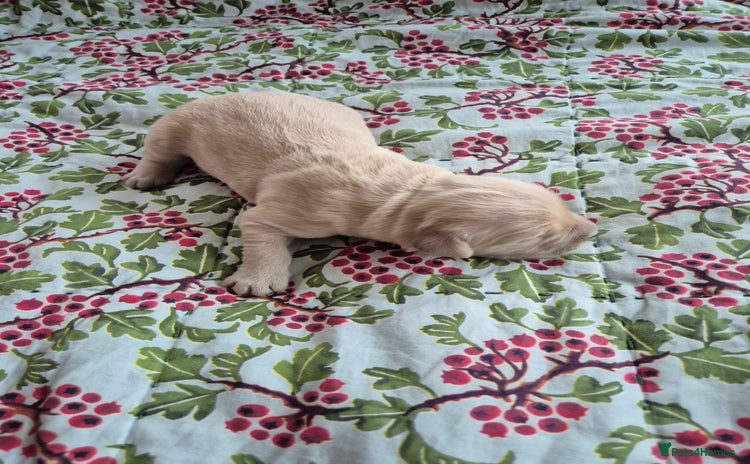 Golden Retriever dogs KC Registered Golden Retrievers - Advert 4