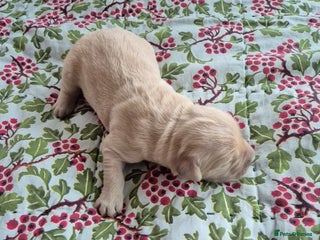 Golden Retriever dogs KC Registered Golden Retrievers - Advert 2