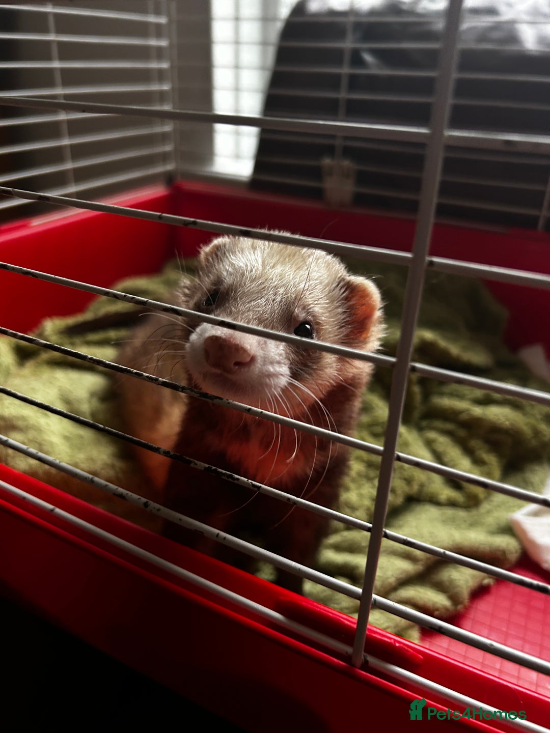 Ferret rodents for sale: Male ferrets looking for home. - Image 2