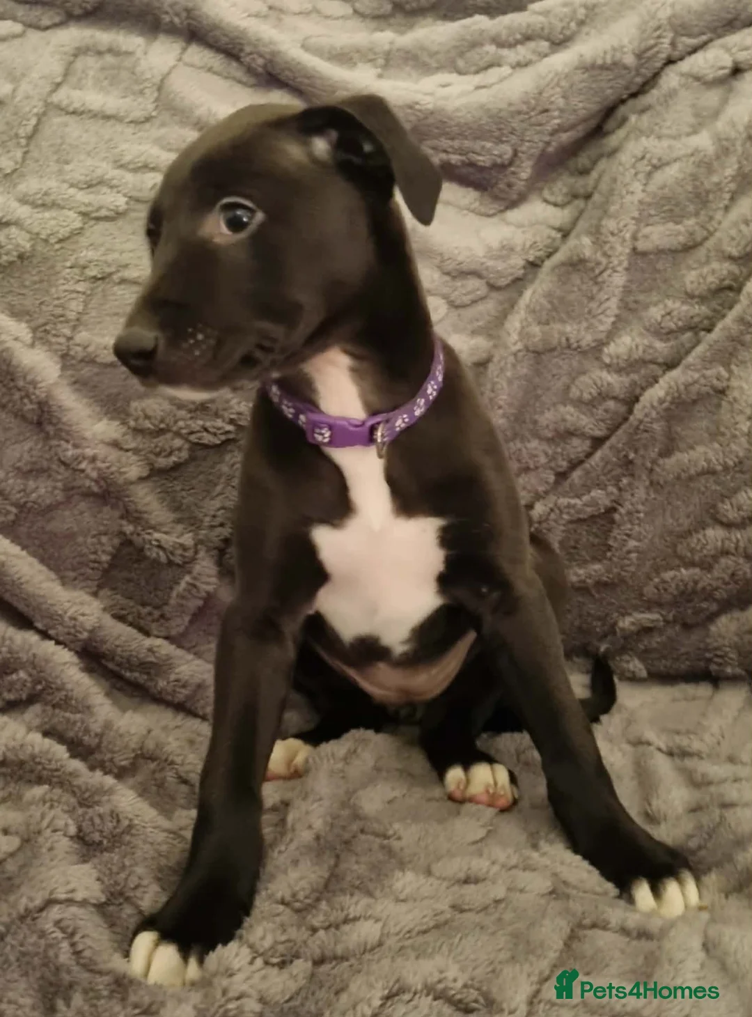 Mixed Breed dogs for sale: Bull/grey hounds  - Advert 10