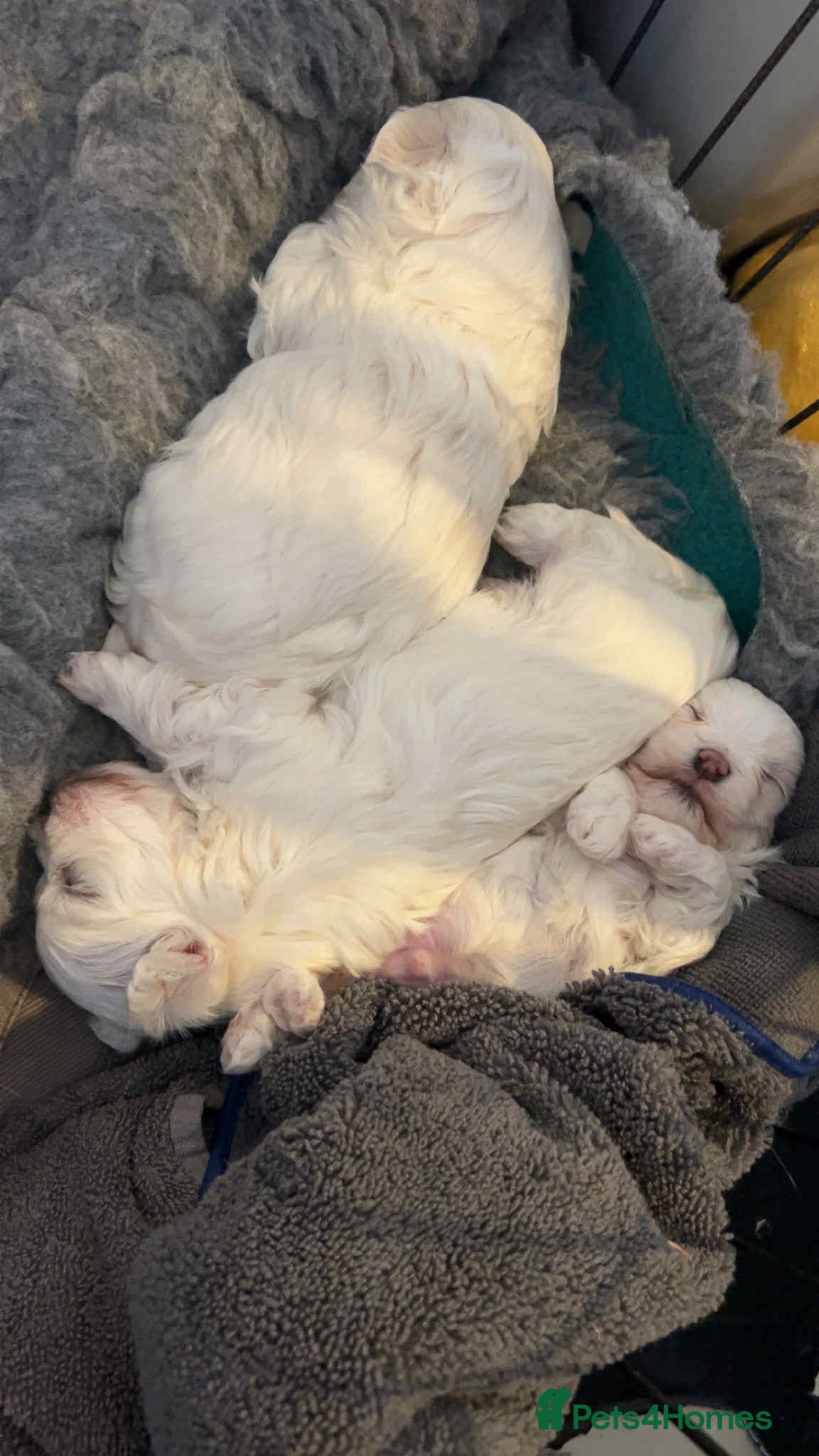 Maltese dogs for sale: Stunning Maltese pups for sale ready to go - Image 12