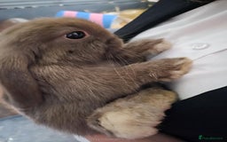Mini Lop rabbits for sale: Mini loop girls - Image 1