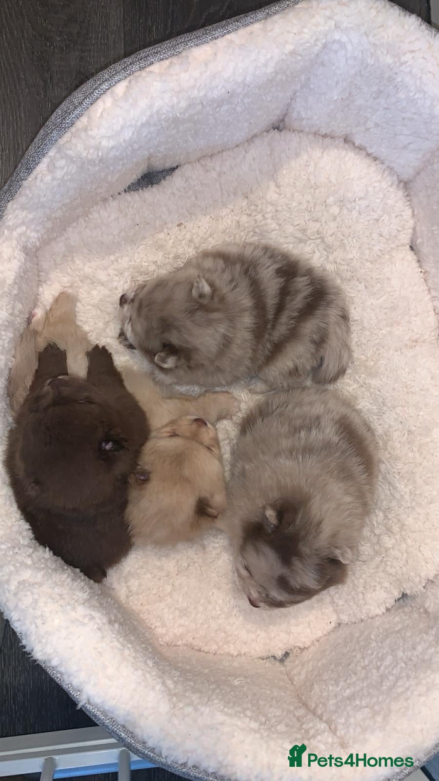 Pomeranian dogs Puppy’s ready in 3 weeks  - Advert 11