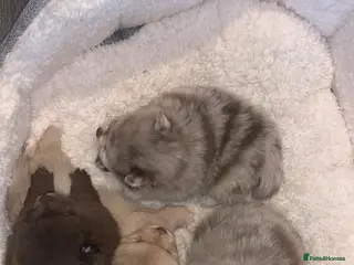 Pomeranian dogs Puppy’s ready in 3 weeks - Advert 11