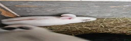 Mixed Breed rabbits for sale: They are mix Rex and Dutch  - Advert 15