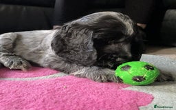 Cocker Spaniel dogs for sale: One beautiful blue roan boy unexpectedly available - Image 6