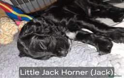 Cocker Spaniel dogs for sale: Working Cocker Spaniels - Image 18