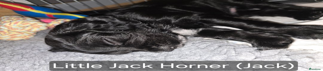 Little Jack Horner